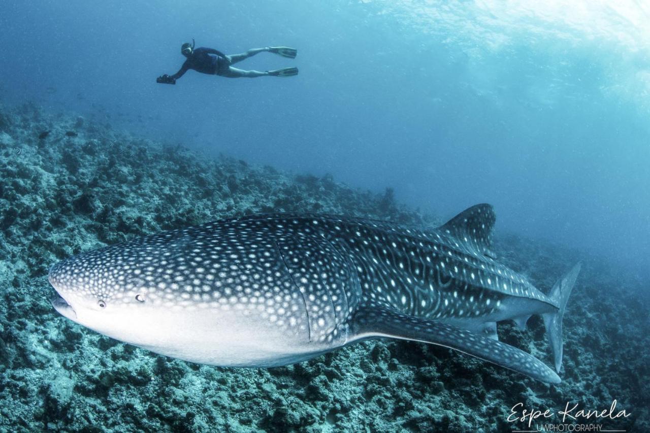 South Ari Dive Center Hotel Dhangethi Luaran gambar